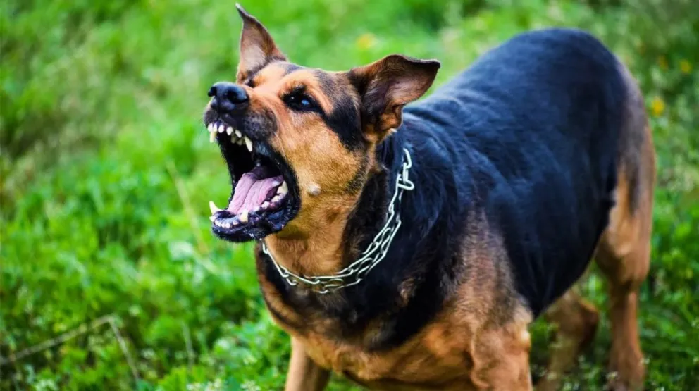 Horrendo final: una mujer fue devorada por sus perros