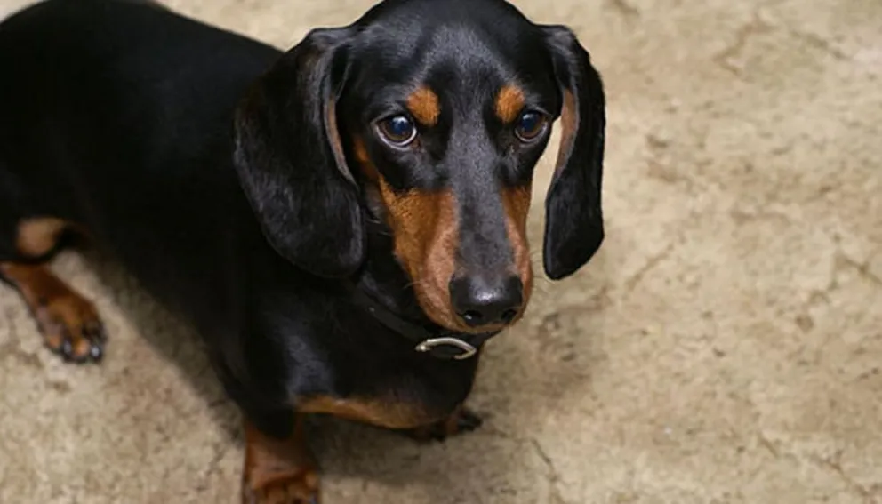 Heroína de cuatro patas: perrita murió por salvar a sus dueños