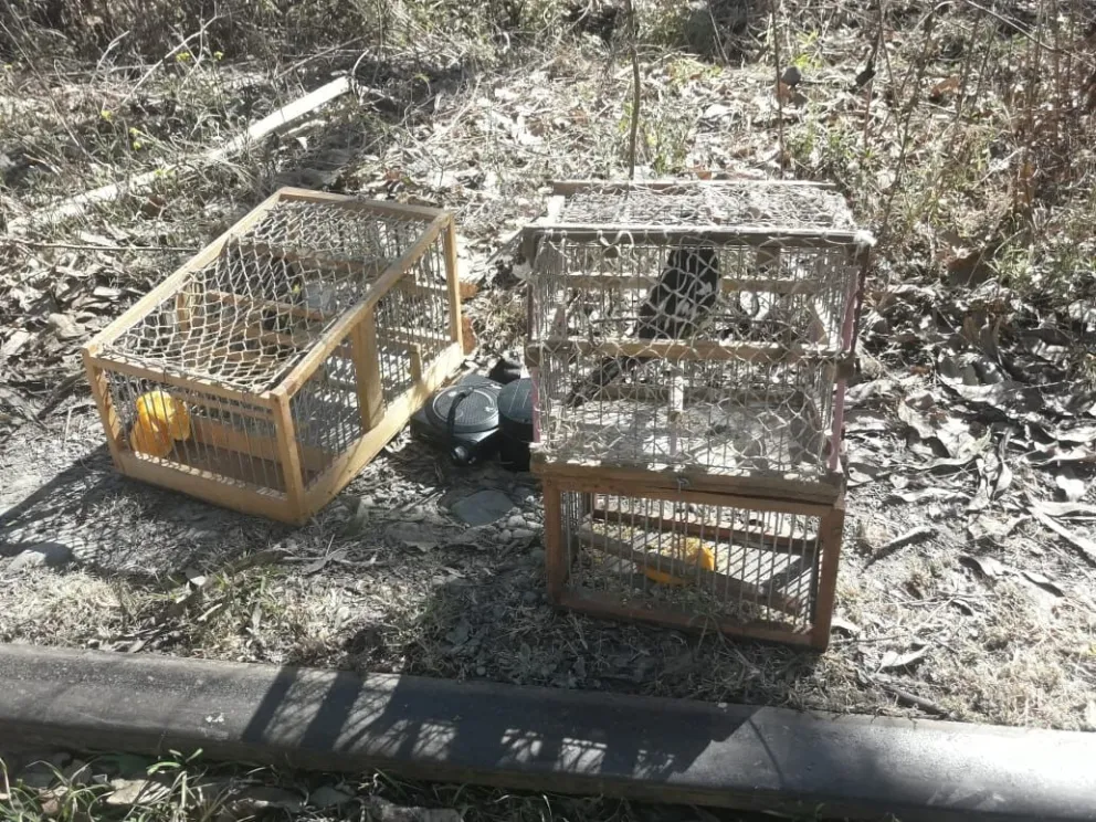 Ilegalidad al palo: rescataron aves salvajes. FOTOS