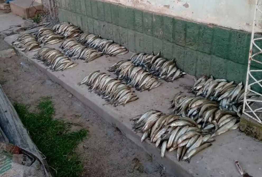 Clandestino: incautaron más de 1.300 piezas de pejerreyes en Moldes