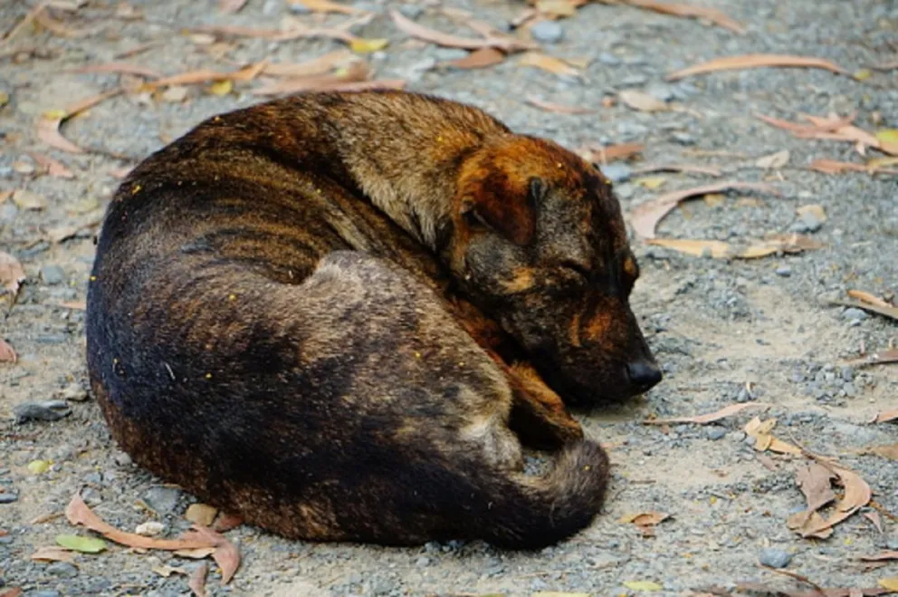 Matanza de perros