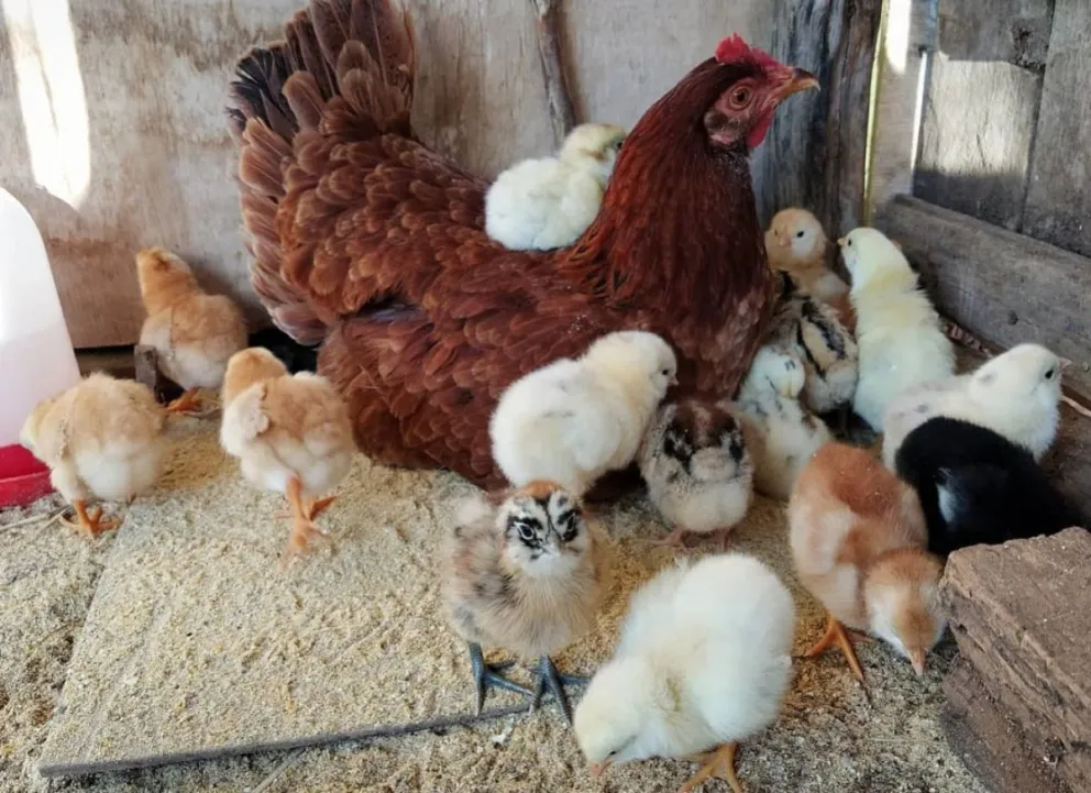 Gallina. Fuente: (Twitter)