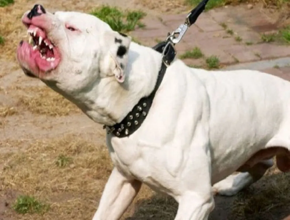 Un dogo atacó salvajemente a un niño en un barrio salteño y lo desfiguró