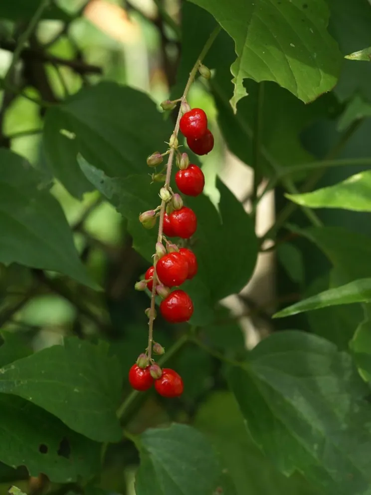 Rivila humilis