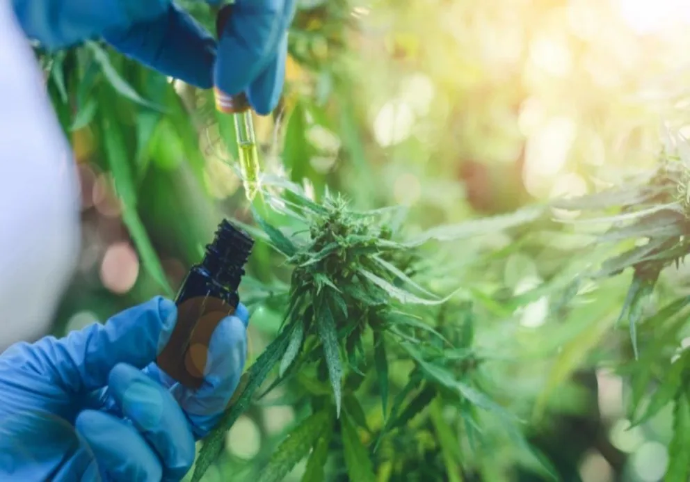 Autocultivo de Cannabis. Fuente: (Twitter) 