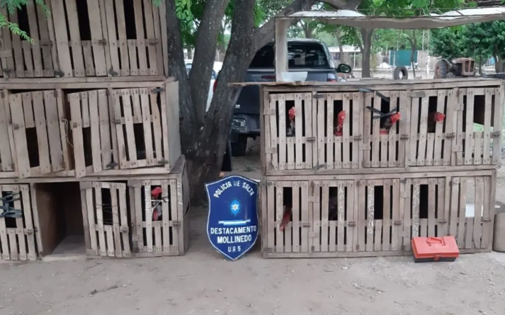 RIÑA DE GALLOS