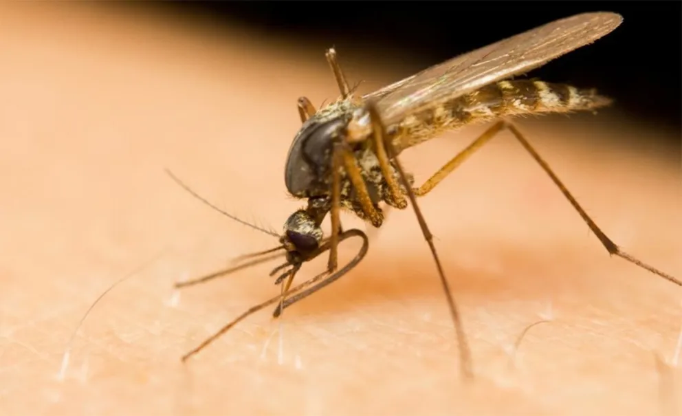 mosquito culex