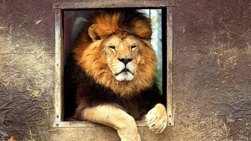 Un hombre ebrio molesta a un león en un zoológico y es atacado ferozmente [VIDEO]