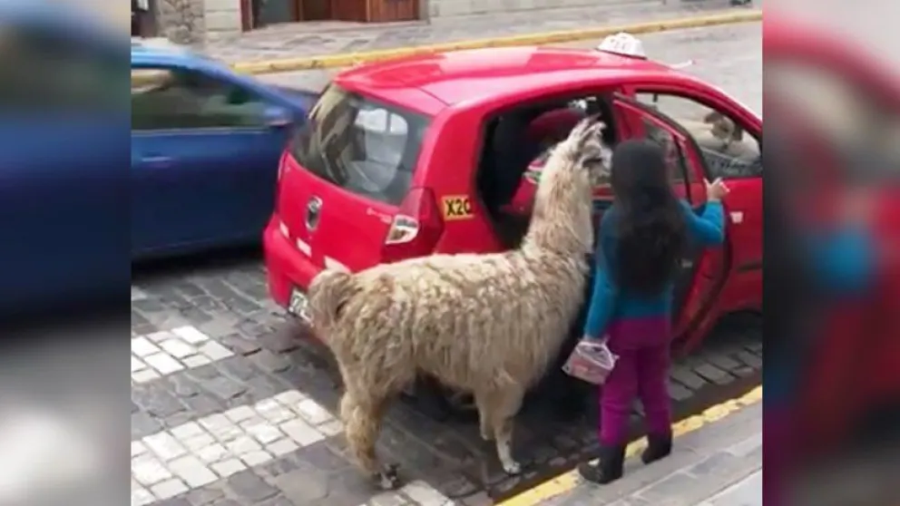 Mientras tanto en Perú: Una llama toma un taxi en Cuzco [VIDEO]