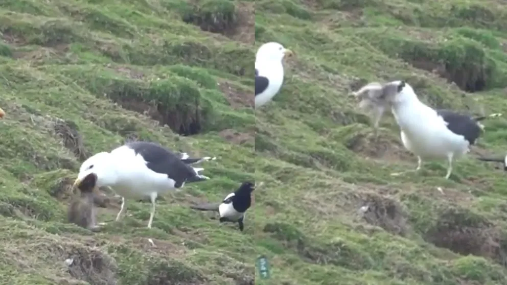Gaviota y conejo (Fuente: Twitter)