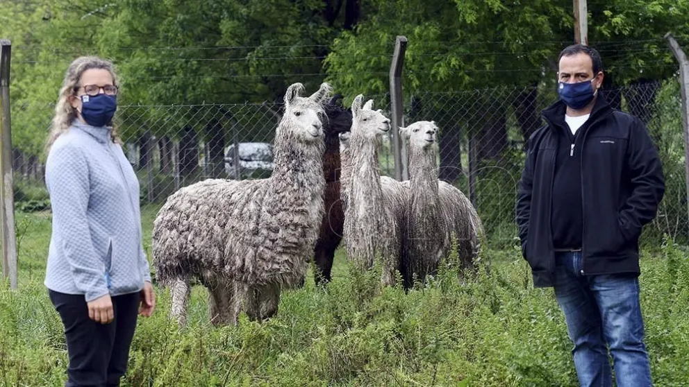 Coronavirus: Anticuerpos derivados de llamas