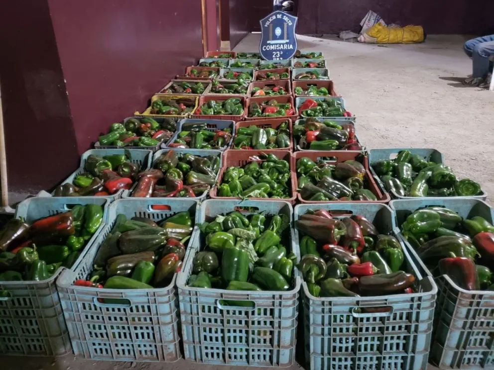 Colonia Santa Rosa: entraron a una finca y se robaron terrible cantidad de pimientos