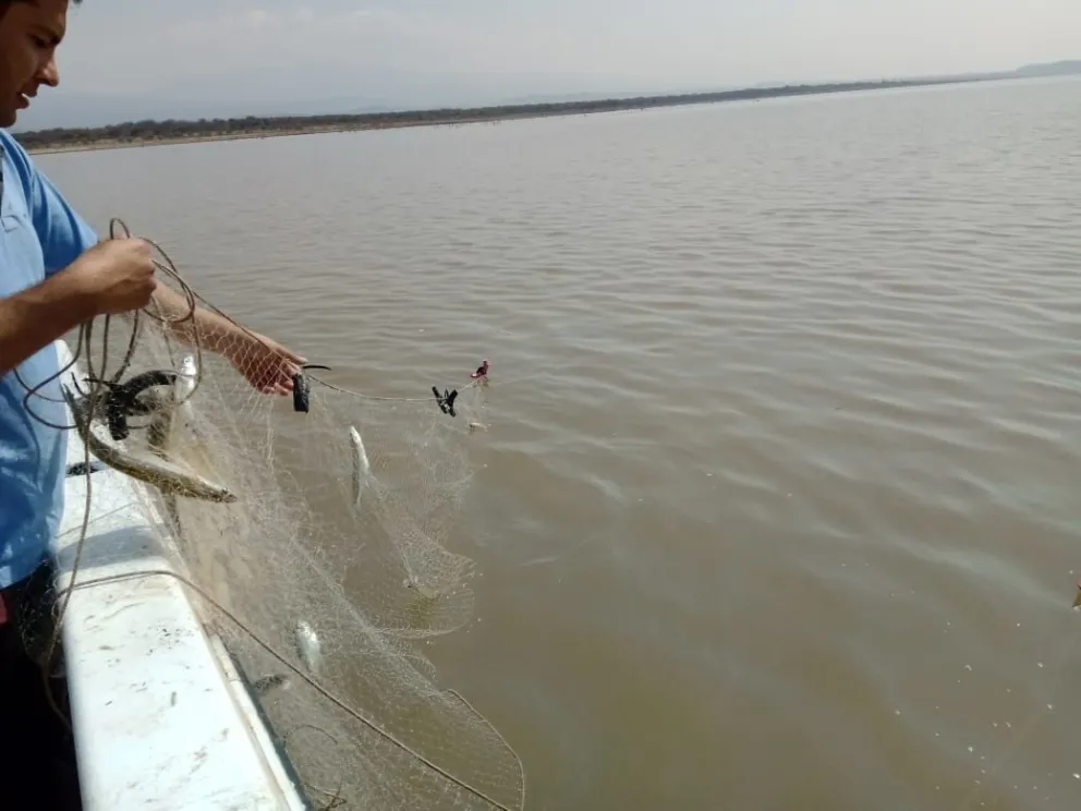 Pesca furtiva en Salta: ¡atrapados infraganti!, los pescaron con una cantidad importante. FOTOS