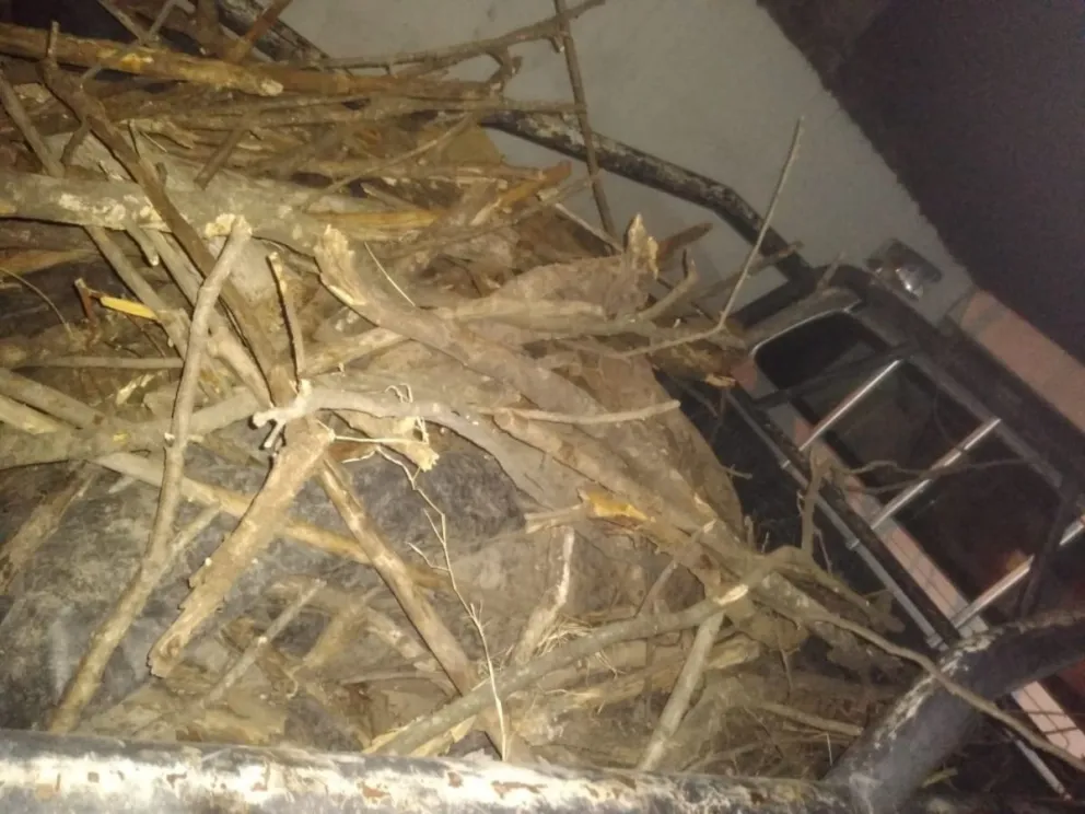 Atrapados con un animal robado: así lo traían