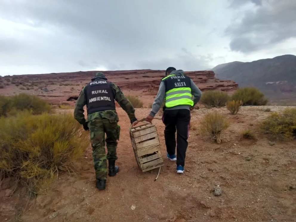 Salta: rescataron a un puma, especie en peligro de extinción