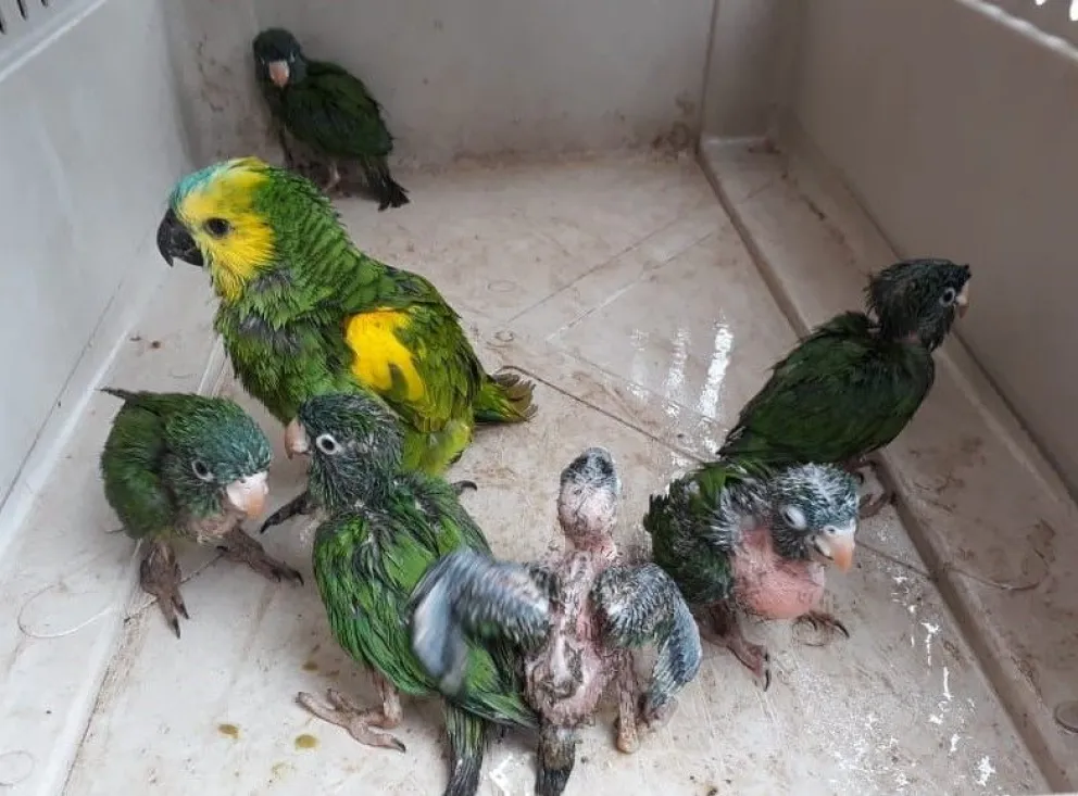 Salteños tenían loros habladores para vender y fueron descubiertos