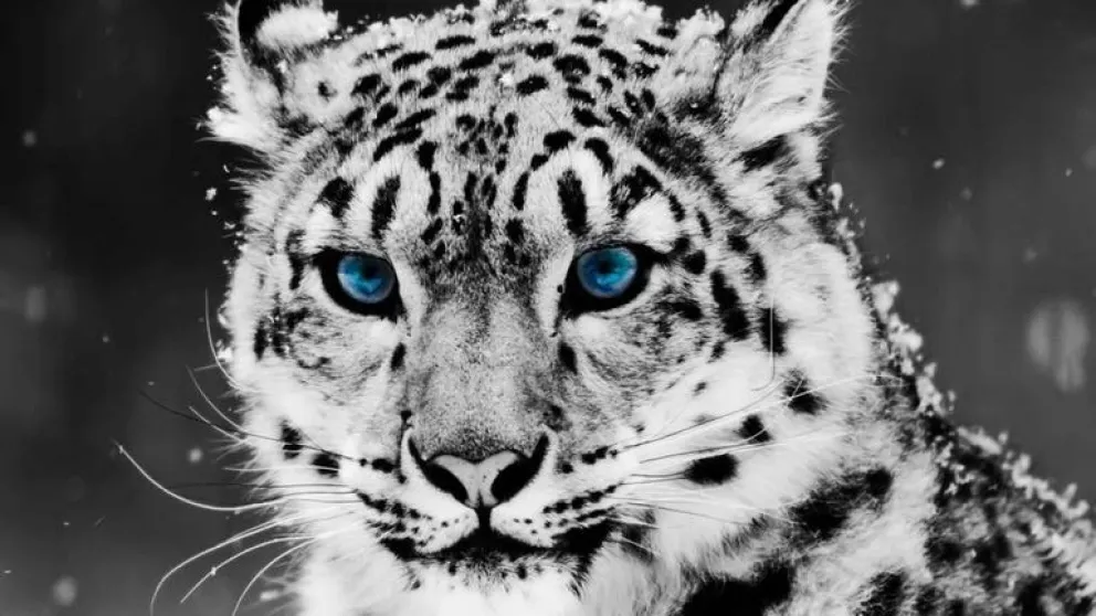Leopardo. Fuente: twitter
