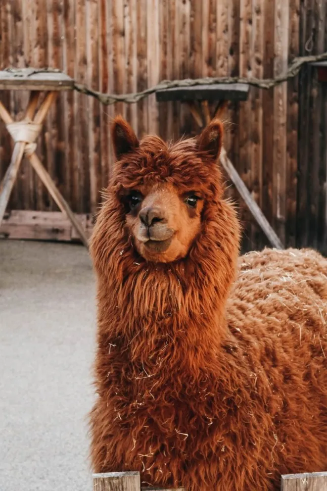 LLAMA CAMÉLIDO