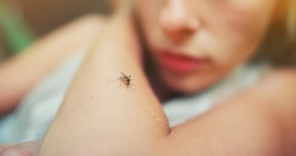 Alarmante brote de los casos de leishmaniasis en una localidad salteña