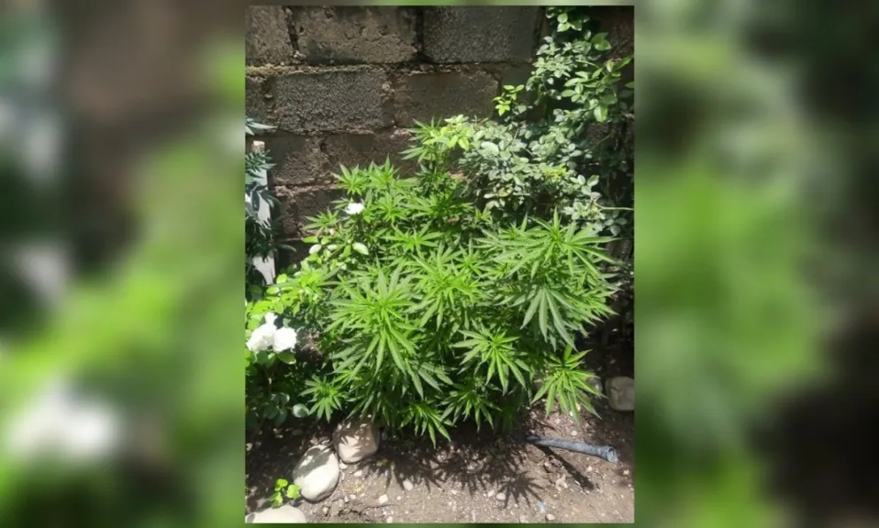 Les cayó la policía por una pelea familiar y terminaron descubriendo sus "chanchullos" con la marihuana