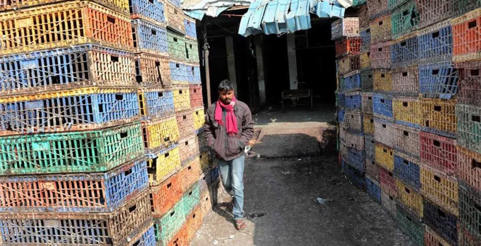 Alerta: 10 estados de la India con brotes de gripe aviar