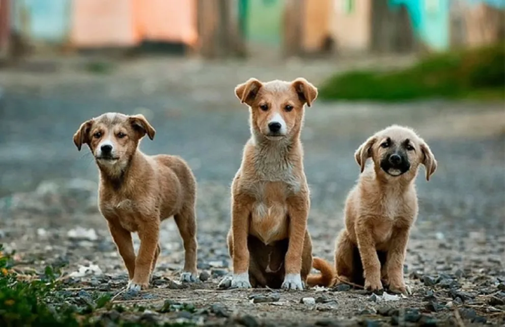 Embarcación: envenenaron y asesinaron a una decena de perritos