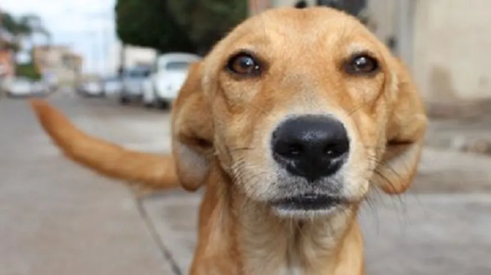 El cruel video de un perro que es arrastrado por una moto en Santiago del Estero genera indignación