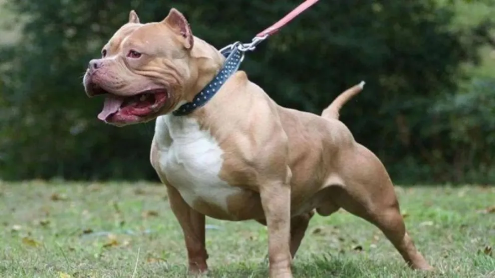 Se salvó de milagro: estaba estacionando la moto, hasta que dos pitbulls se le vinieron encima