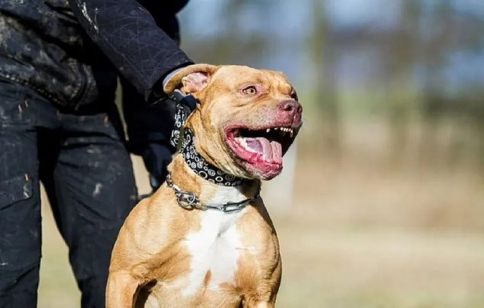 Una nena fue brutalmente atacada por un pitbull
