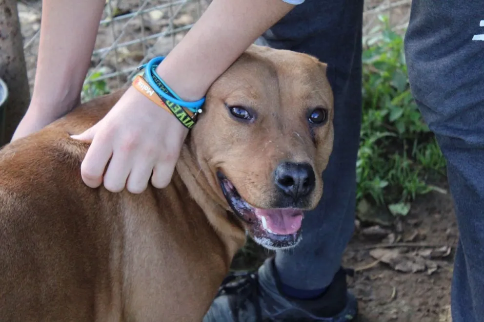 Imputaron a una familia que atacó con un perro pitbull y piedras a ladrones que entraron a su casa