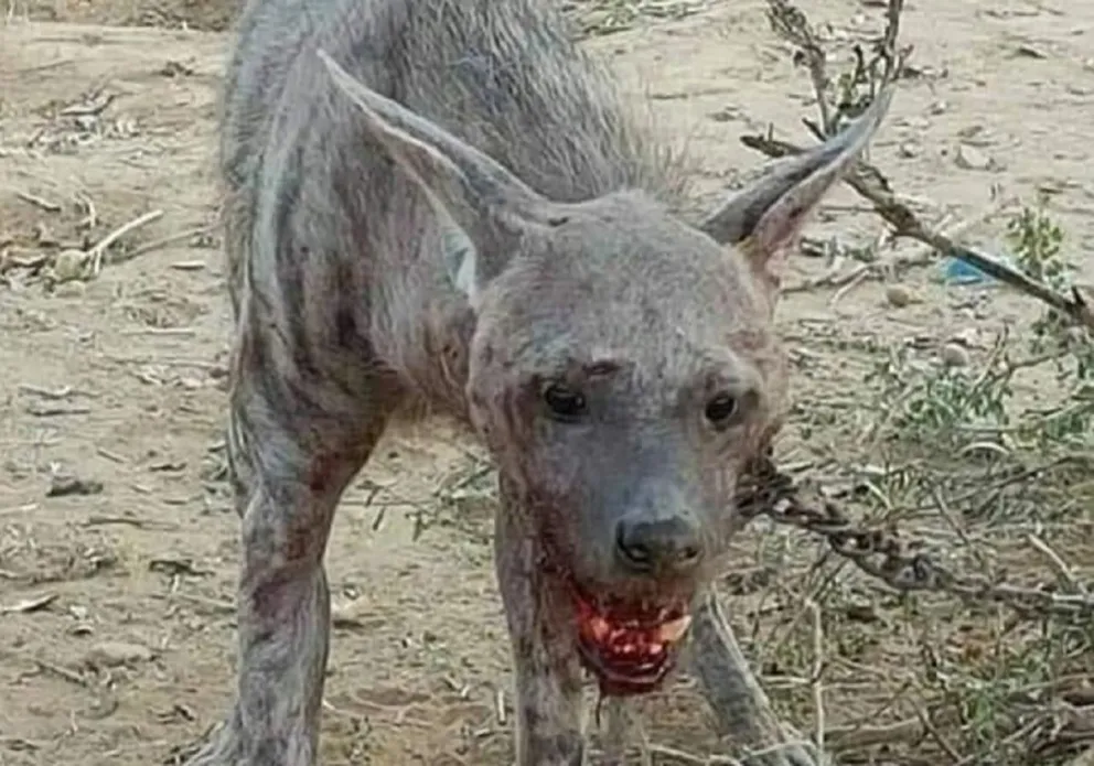 ¿Eres tú satanás? Descubrieron a una extraña bestia y aseguran que se comió a un hombre 
