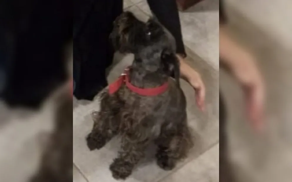 Llamado a la solidaridad: una familia salteña busca a Daisy y ofrecen una recompensa