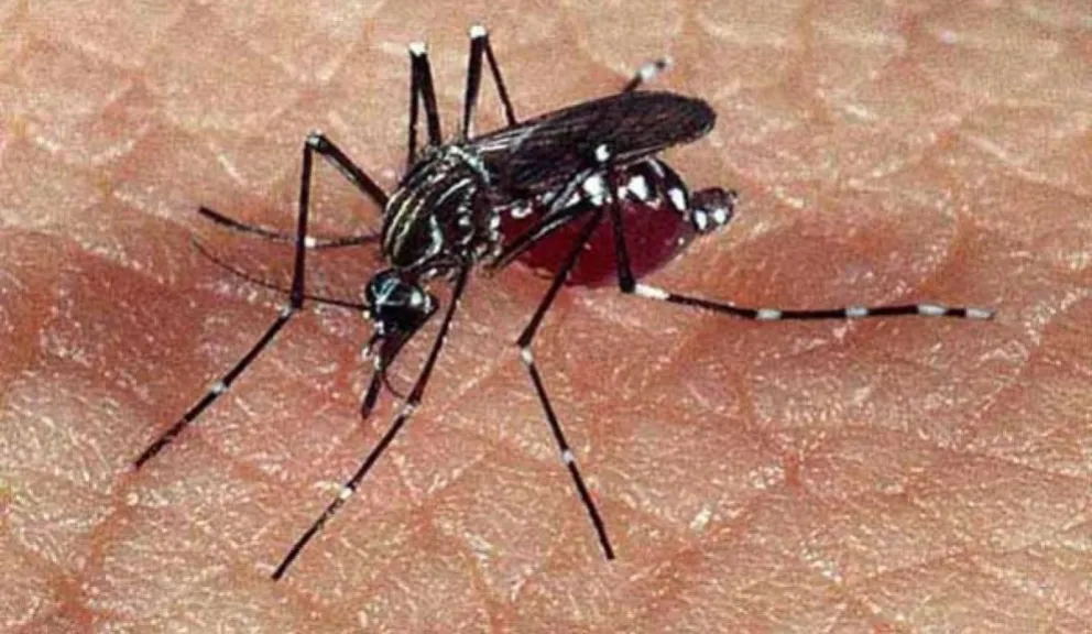 Ya inició un nuevo operativo para combatir el dengue en la región