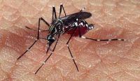 Ya inició un nuevo operativo para combatir el dengue en la región