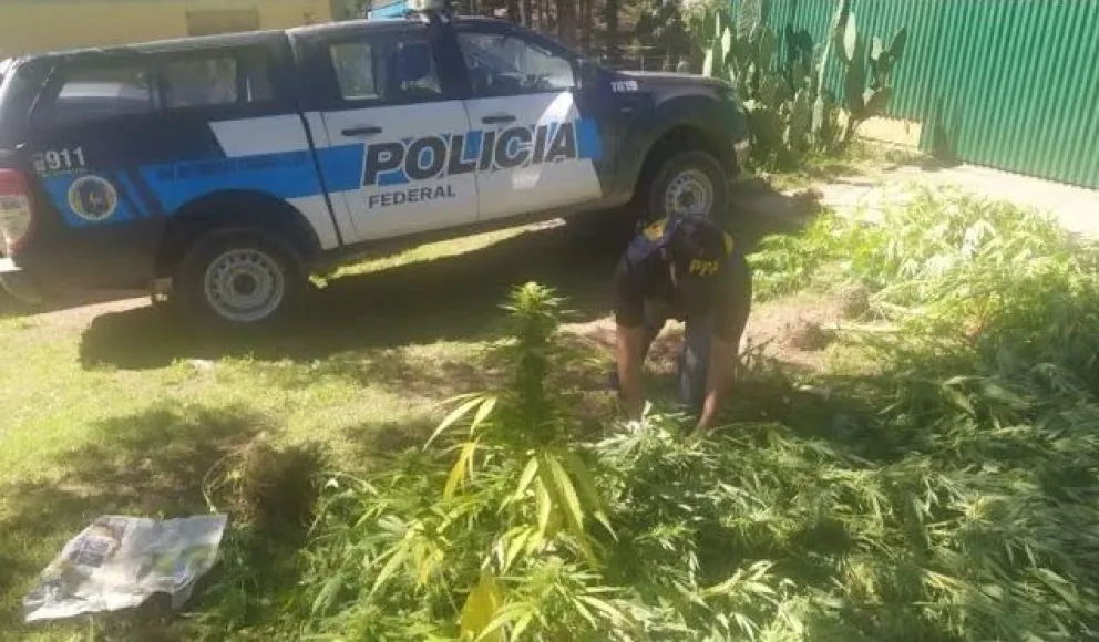 La Policía Federal detectó una exorbitante plantación de marihuana en dónde menos se esperaba
