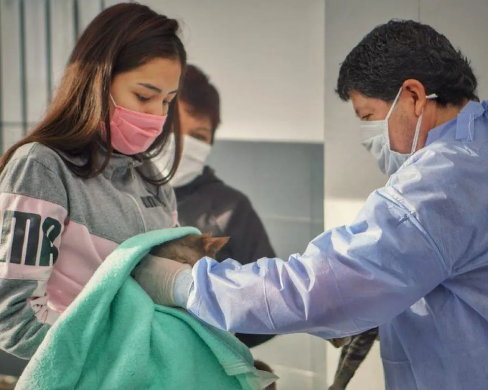 Los turnos que otorga la Municipalidad de Salta para castraciones gratuitas será mediante sistema “On Line”