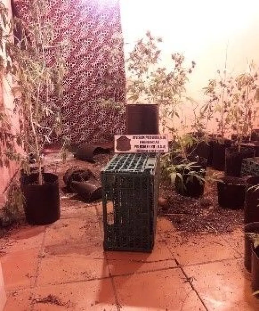 Fueron para apagar un incendio y terminaron secuestrando plantas de marihuana
