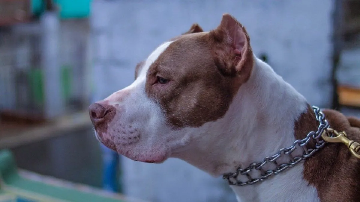Pitbull