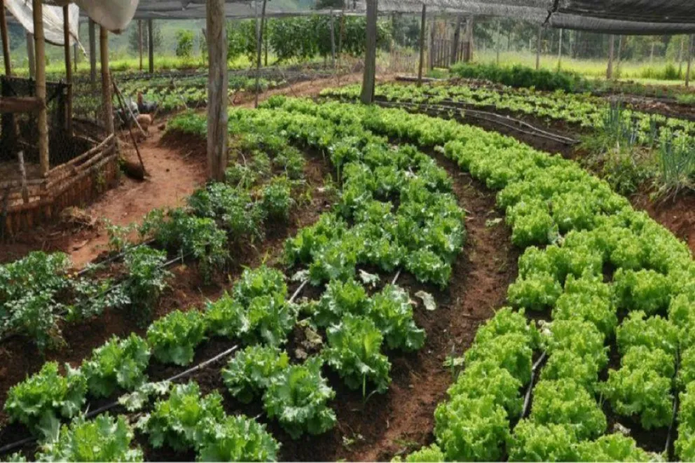 Cuidado ambiental: Salta apunta a la producción orgánica 
