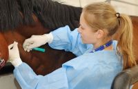 Importante noticia en torno al suero equino contra el COVID-19: ¿Finalmente funciona en pacientes infectados?