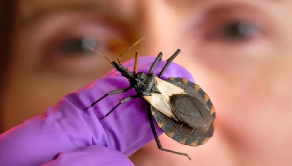 Se conmemora el Día Internacional de la Lucha contra el Chagas: ¿Cómo evitar este mal?