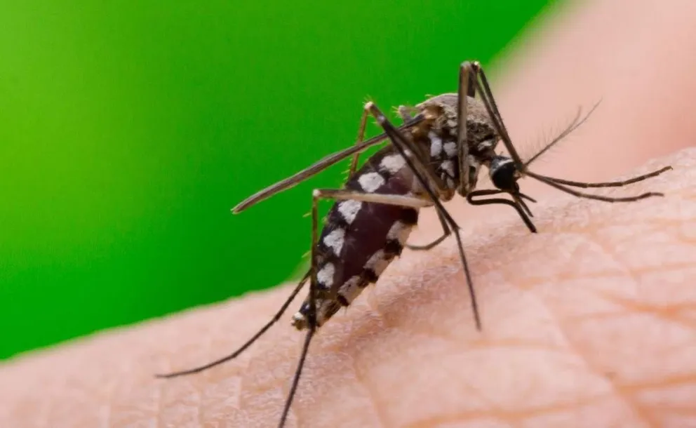 Solicitan fortalecer las medidas preventivas para evitar el dengue, zika y chikungunya