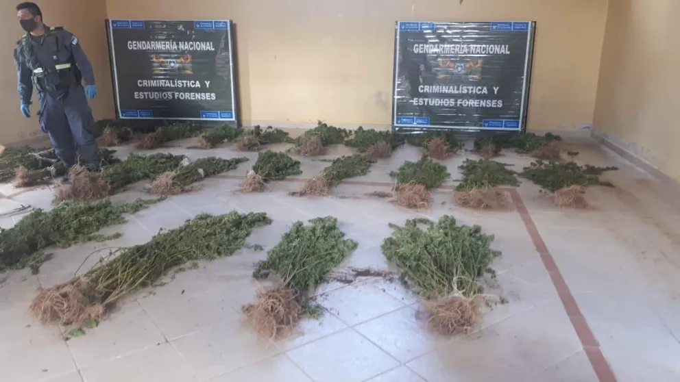 Narcotráfico: descubrieron una mega plantación de marihuana en Salta