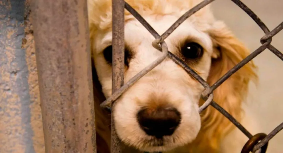 Una "lacra humana": salteño intentó matar a su perro "porque es suyo y tiene derecho"