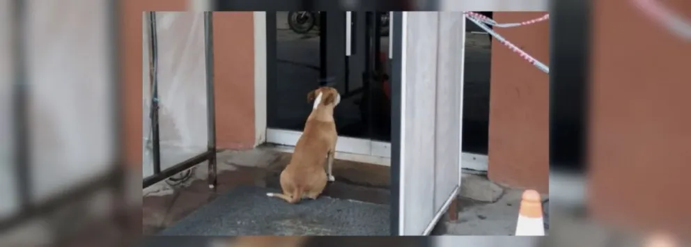 Siempre incondicionales: la tierna imagen de un perrito que emocionó los corazones de todos los salteños
