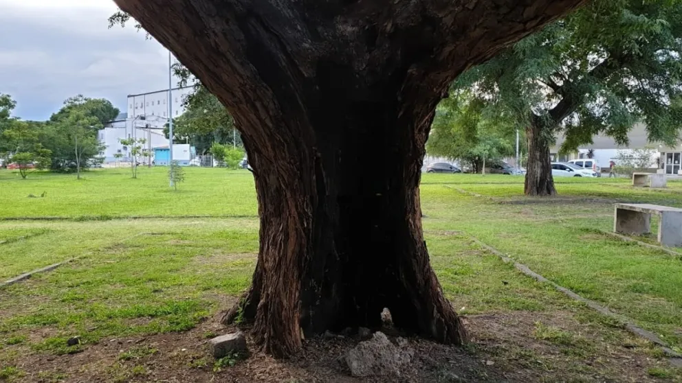 Un árbol cayó arriba de una casa familiar y ahora necesitan la ayuda de todos