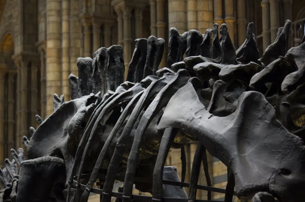 ¡No es Quique Prado! Hallan restos fósiles de dinosaurios en Aguaray