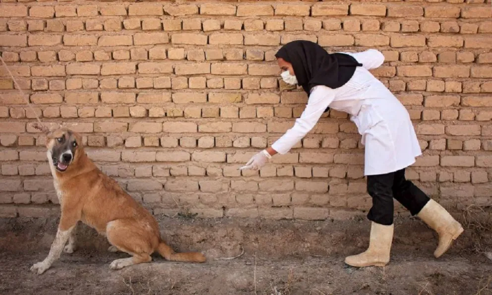 Tras más de 10 años sin casos, una mujer murió de rabia: no se contagió de un perro