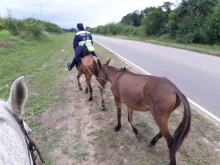 Caballos sueltos