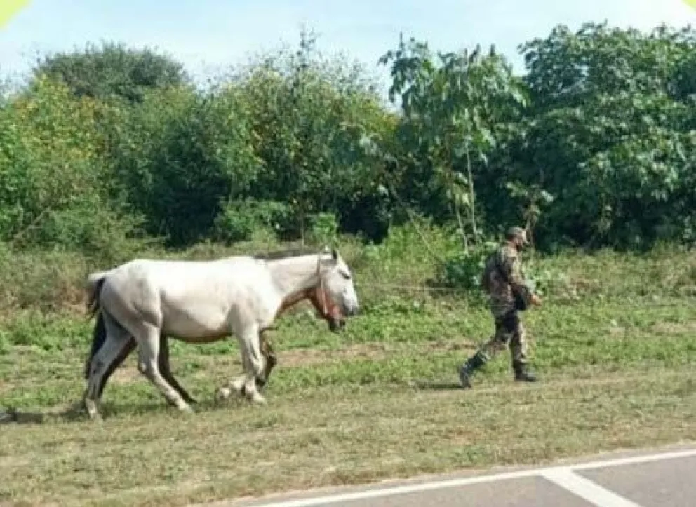La Policía salteña incautó 12 caballos 